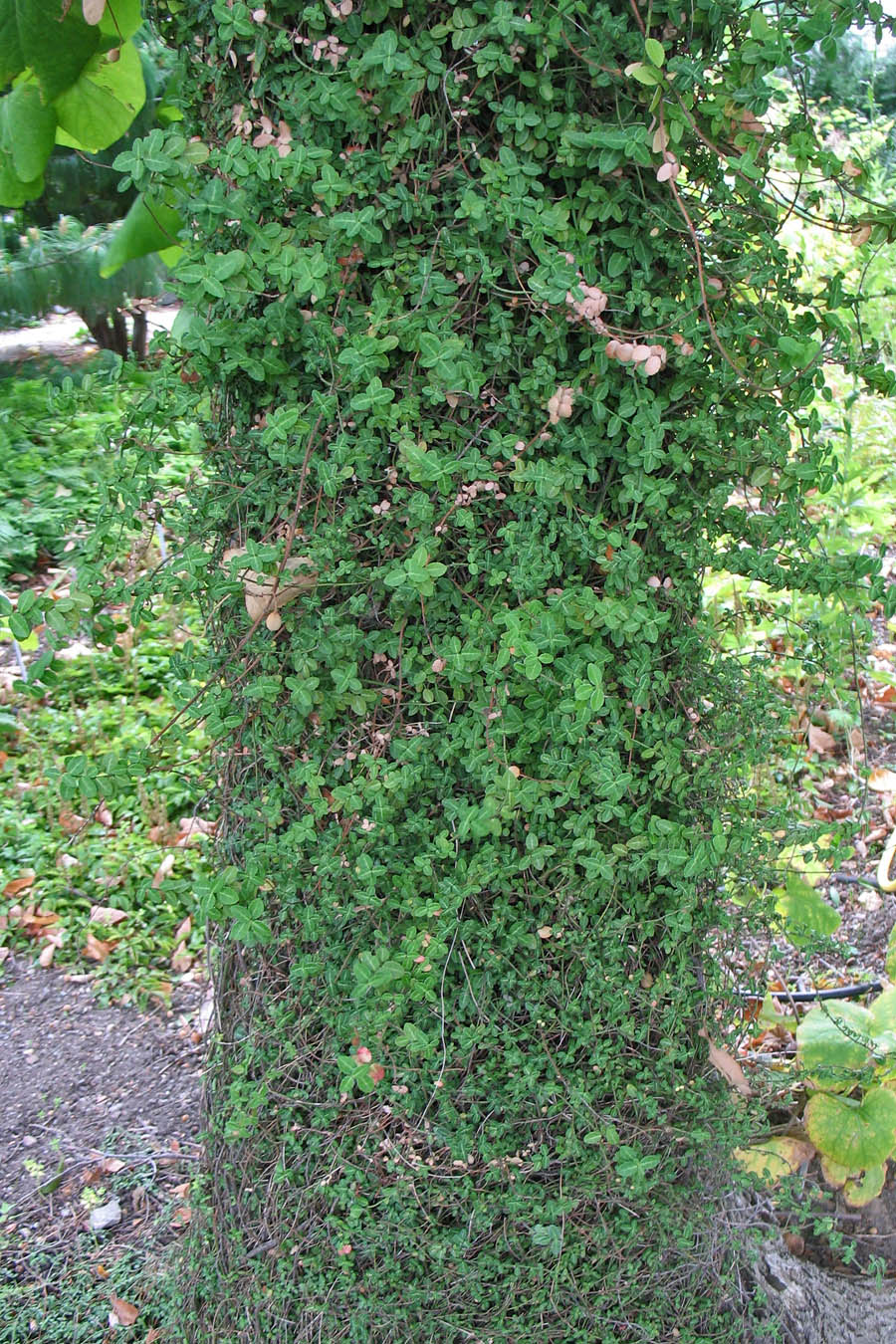 Image of Euonymus fortunei specimen.