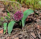 Allium подвид henrikii