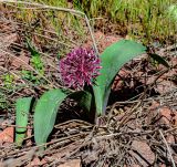 Allium karataviense ssp. henrikii