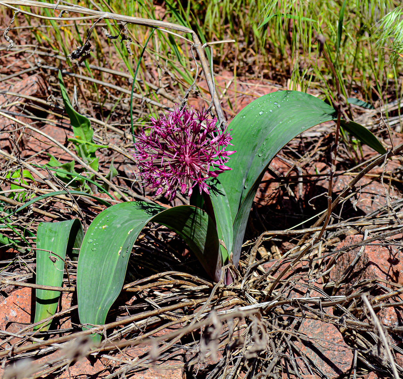 Image of Allium karataviense ssp. henrikii specimen.