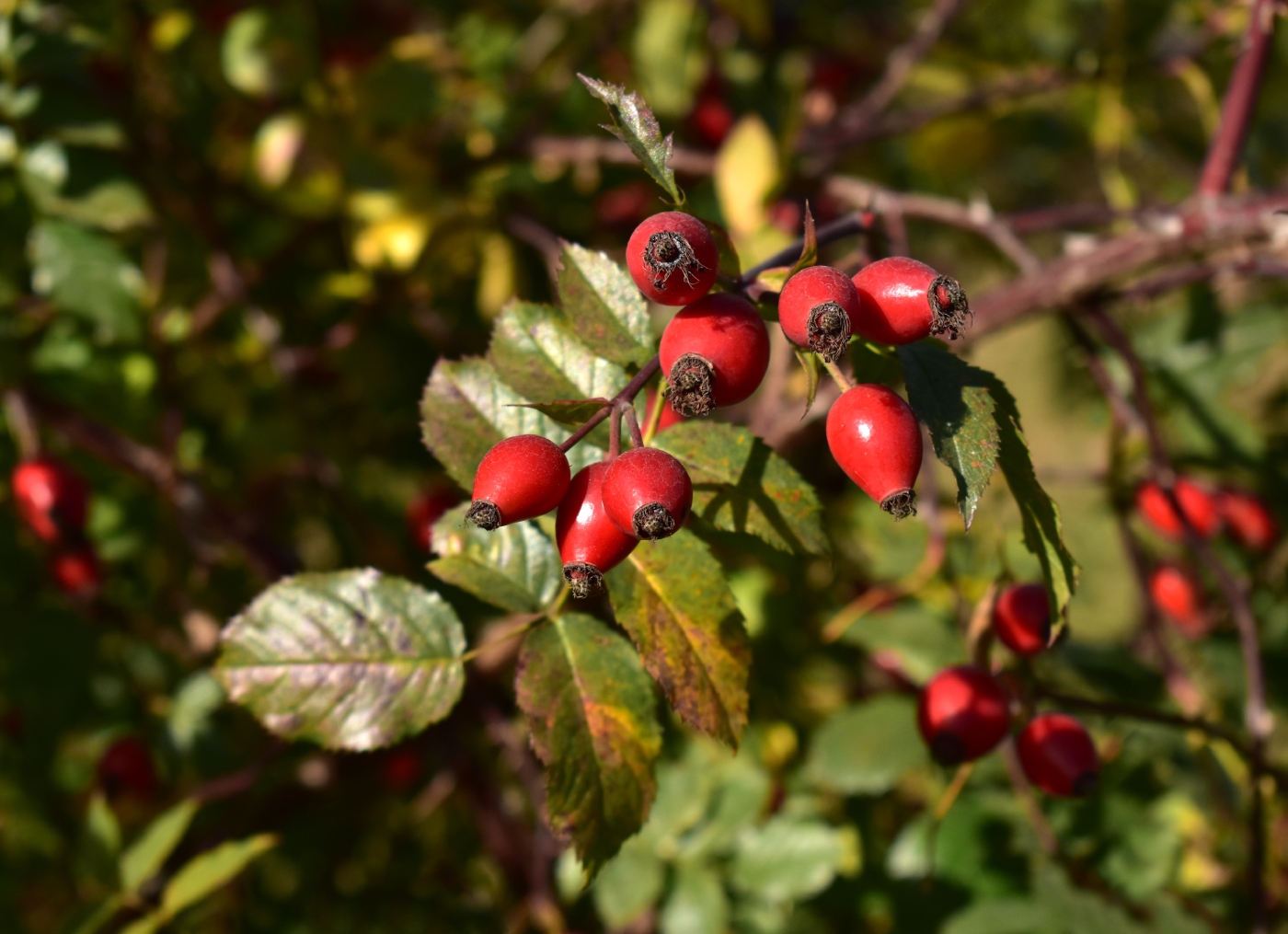 Изображение особи Rosa canina.