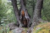 Pinus sibirica. Основания стволов старых деревьев; в центре - сильно повреждённый. Республика Алтай, Усть-Коксинский р-н, долина р. Куйгук, окр. водопада Куйгук, на задернованной скале. 29 июля 2020 г.