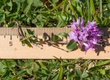 Thymus nummularius. Веточка с соцветием. Адыгея, Кавказский биосферный заповедник, Абадзешский перевал, ≈ 2000 м н.у.м., субальпийский луг на месте поздно растаявшего большого снежника. 31.08.2019.