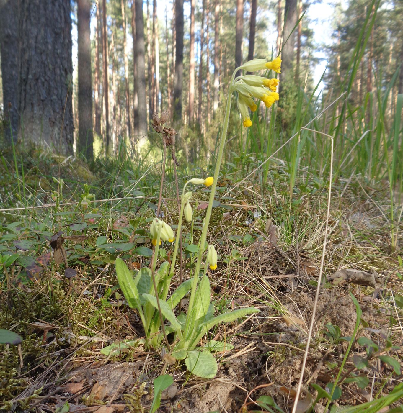 Изображение особи Primula veris.