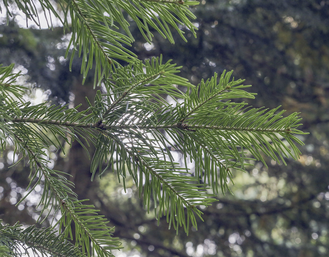 Image of Abies semenovii specimen.