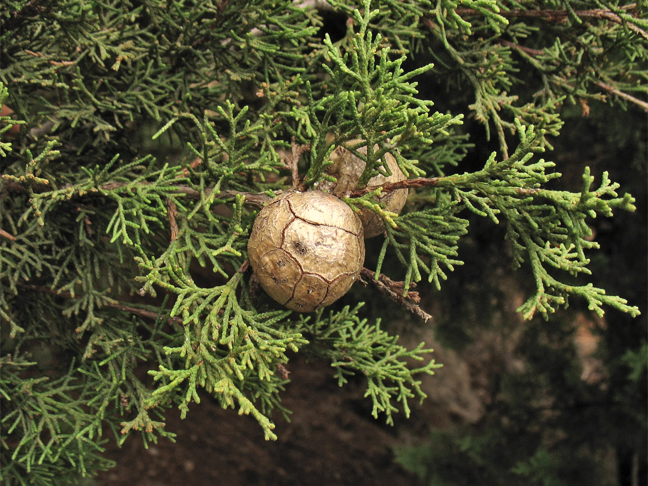 Image of Cupressus sempervirens specimen.