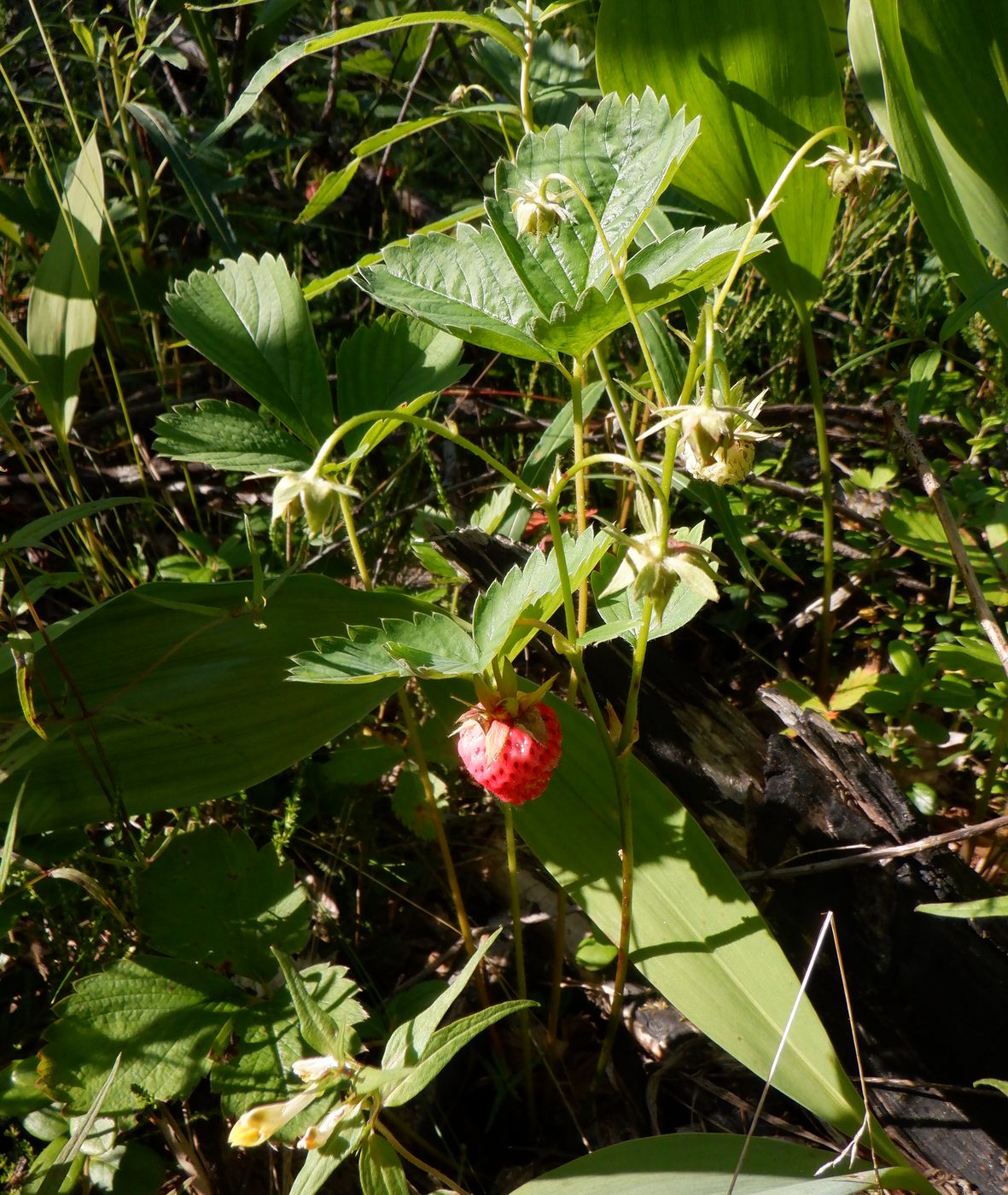 Image of Fragaria &times; ananassa specimen.