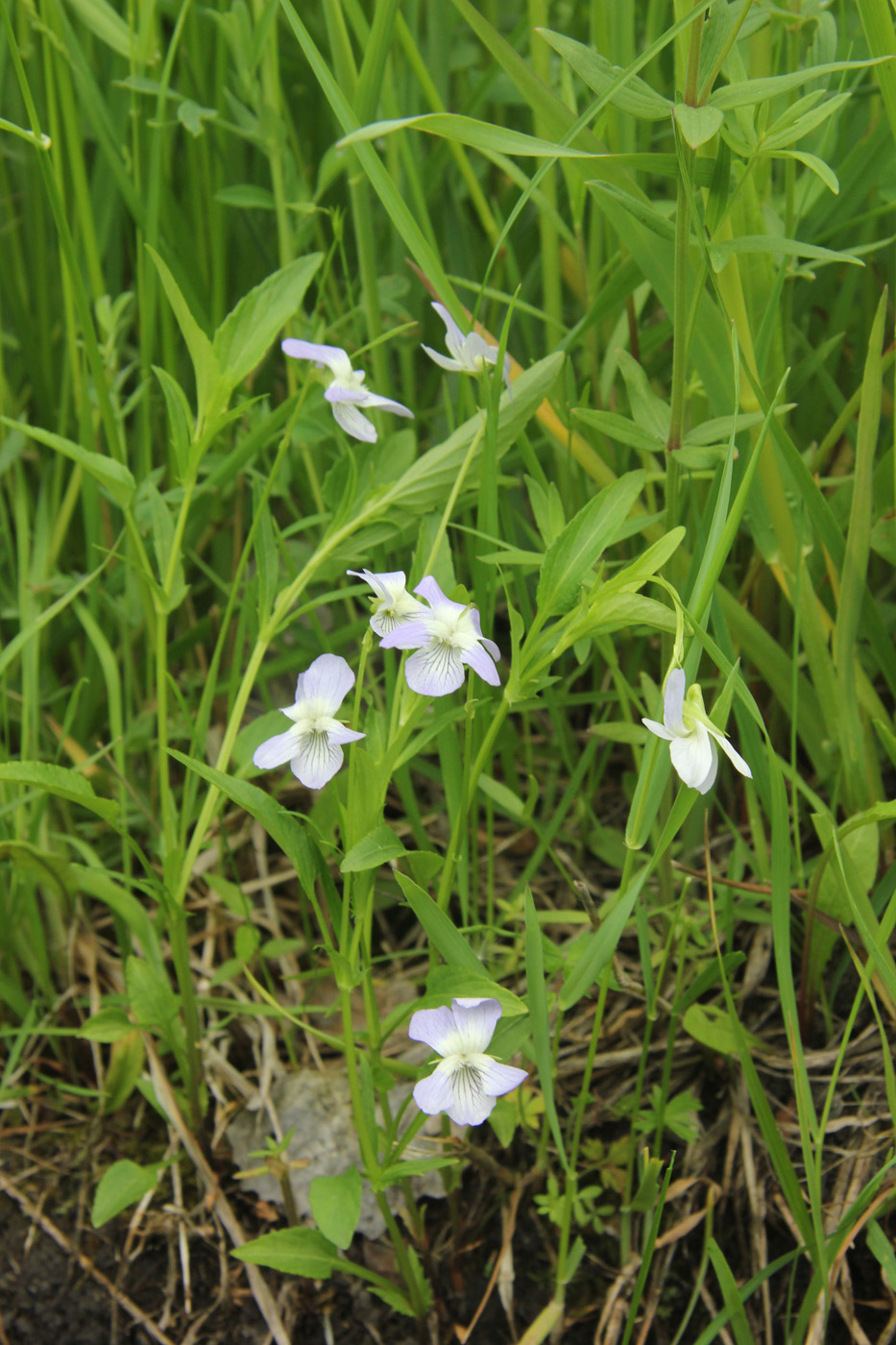 Image of Viola stagnina specimen.