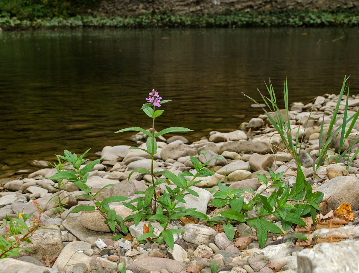 Изображение особи Stachys palustris.