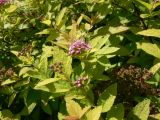 Spiraea japonica