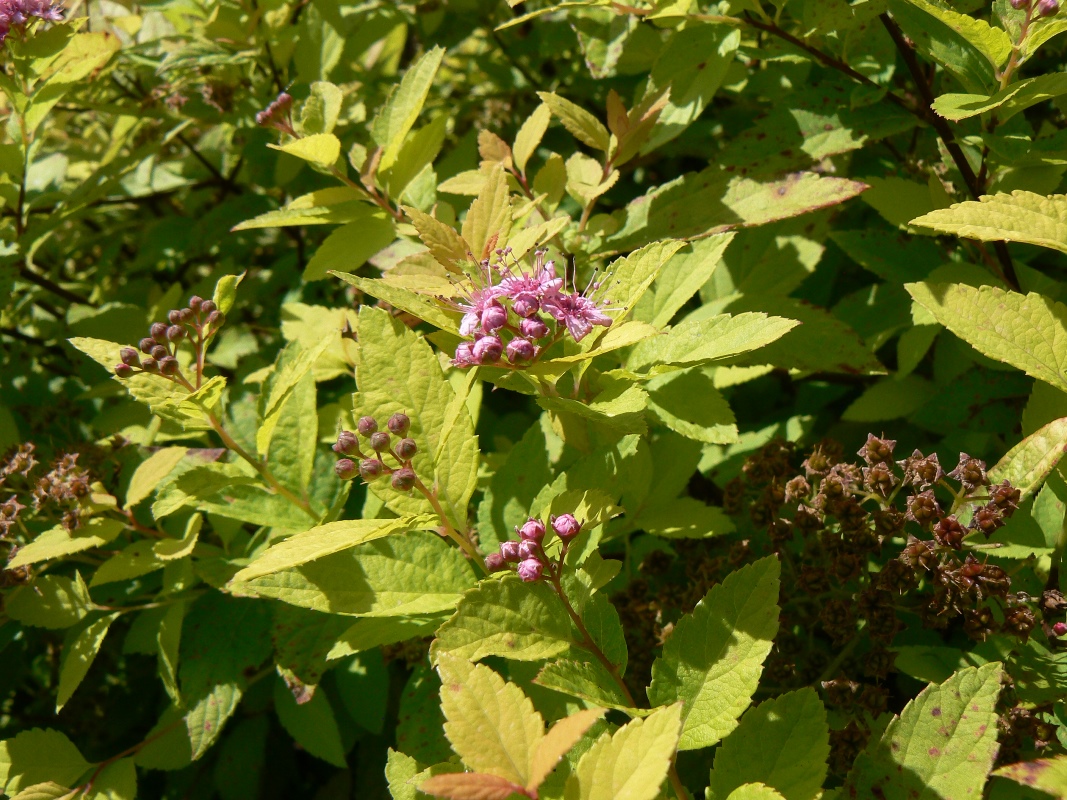 Image of Spiraea japonica specimen.
