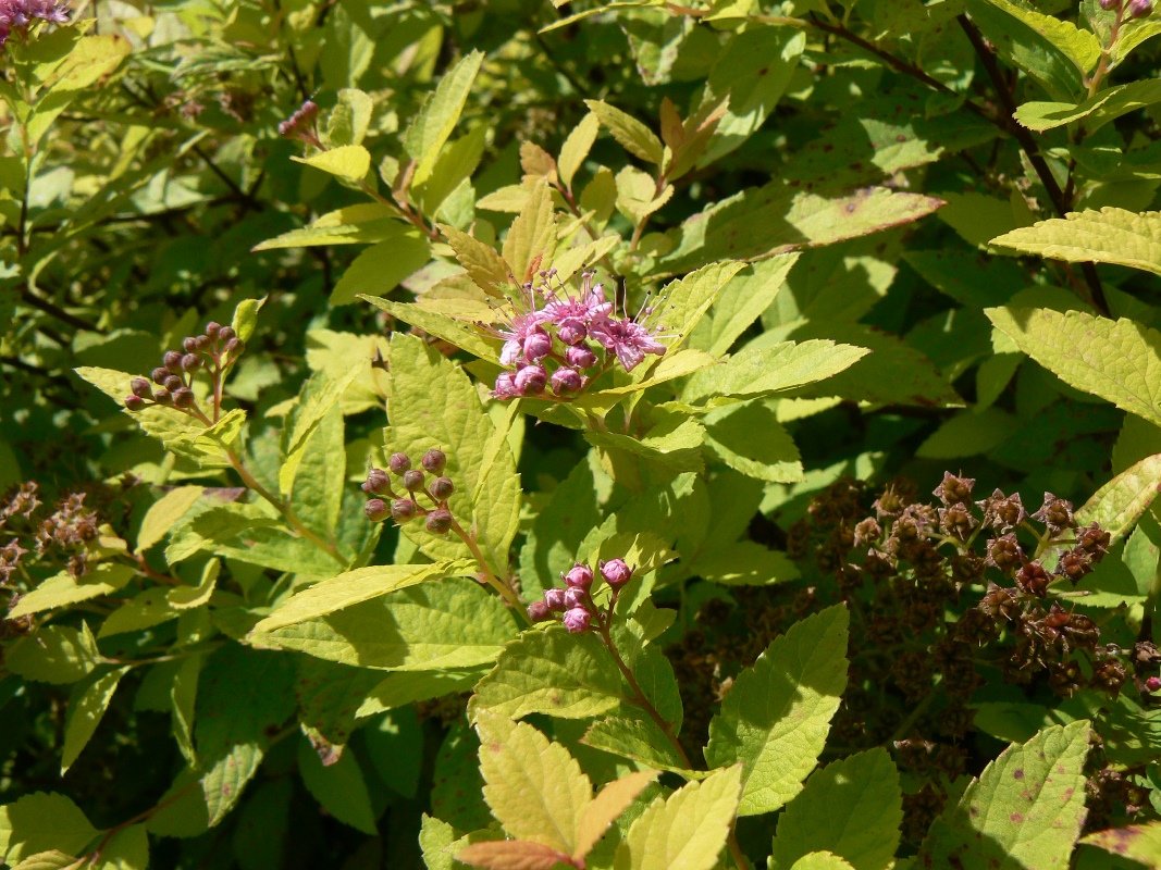 Изображение особи Spiraea japonica.