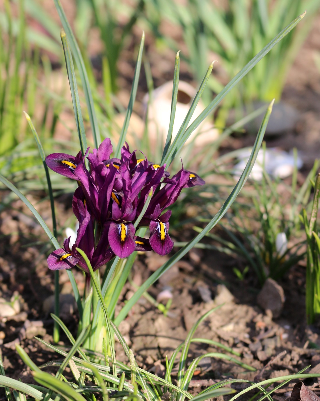 Изображение особи Iridodictyum reticulatum.