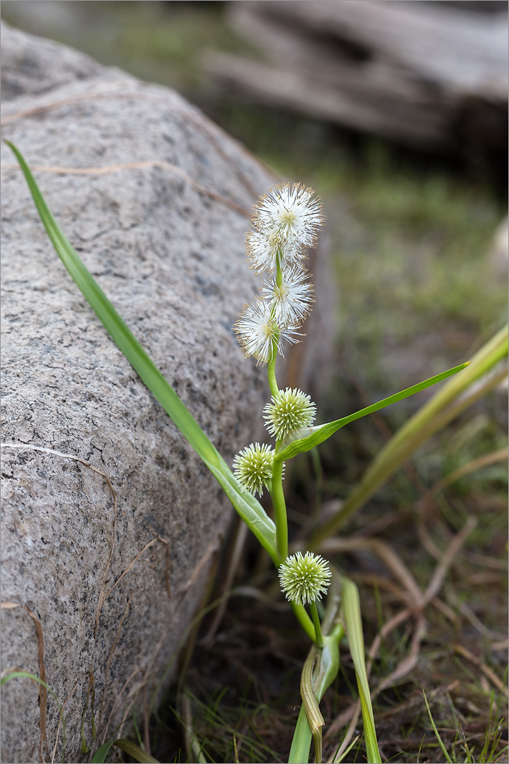 Image of Sparganium emersum specimen.