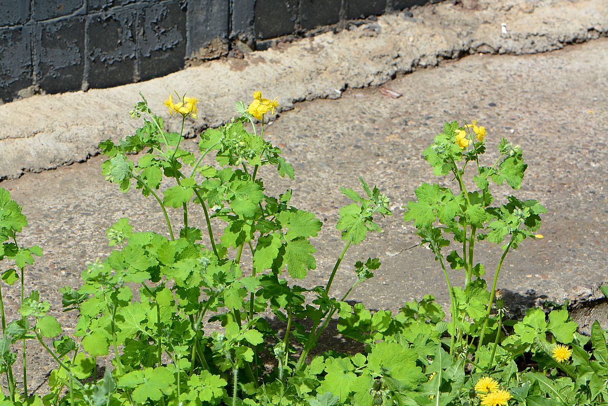 Изображение особи Chelidonium majus.