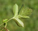 Crataegus rhipidophylla
