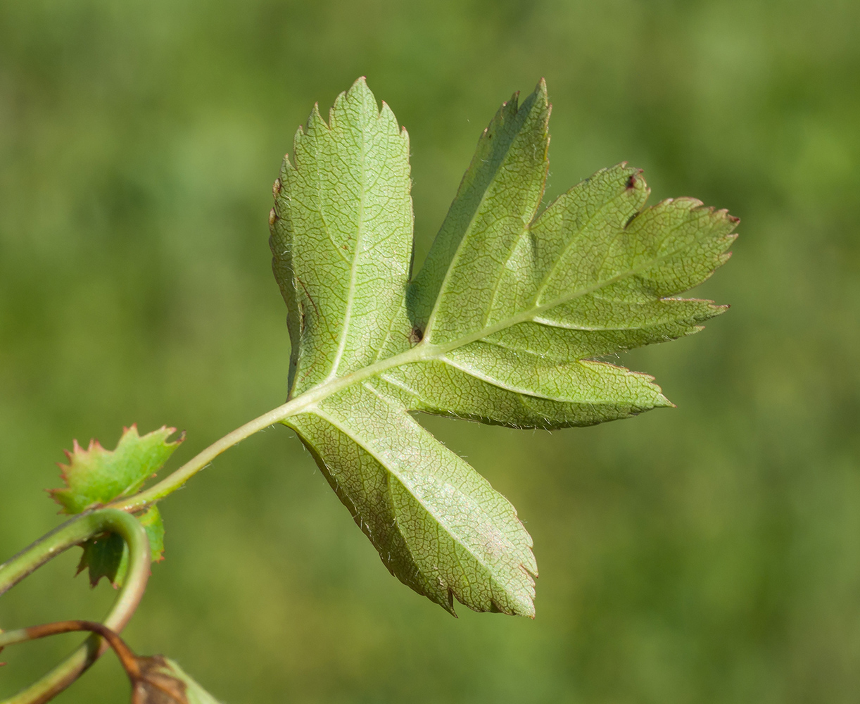 Image of Crataegus rhipidophylla specimen.