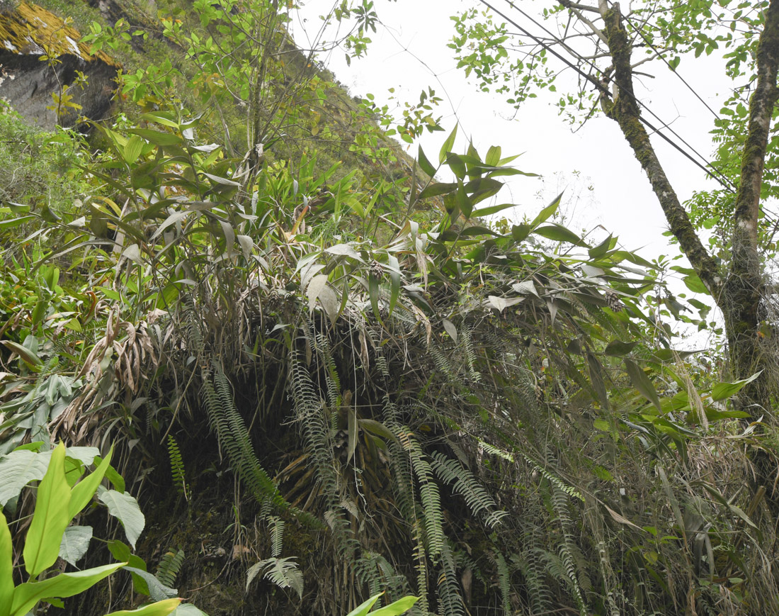 Image of Elleanthus capitatus specimen.