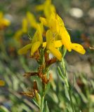 Genista taurica