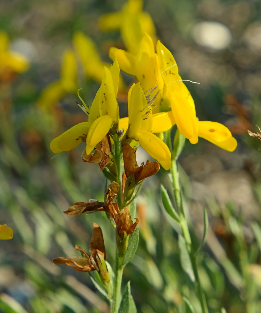 Изображение особи Genista taurica.