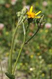 Picris hieracioides