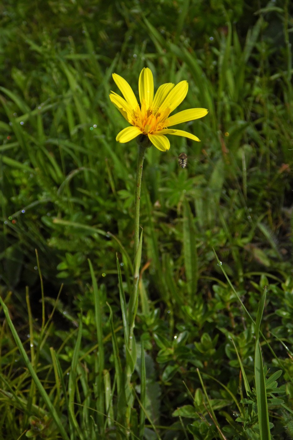 Изображение особи род Tragopogon.