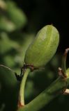 Camassia quamash