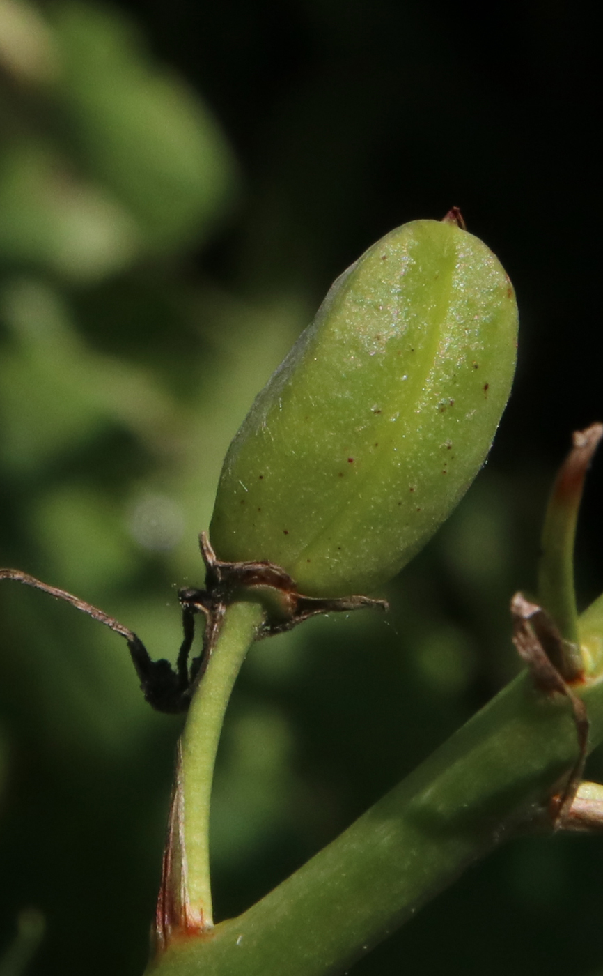 Image of Camassia quamash specimen.