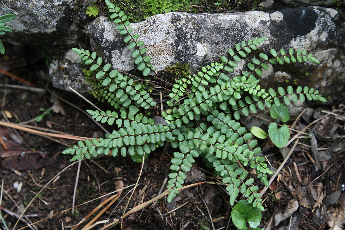 Изображение особи Asplenium trichomanes.