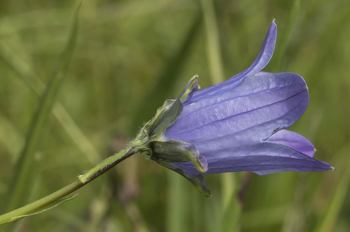 Изображение особи род Campanula.