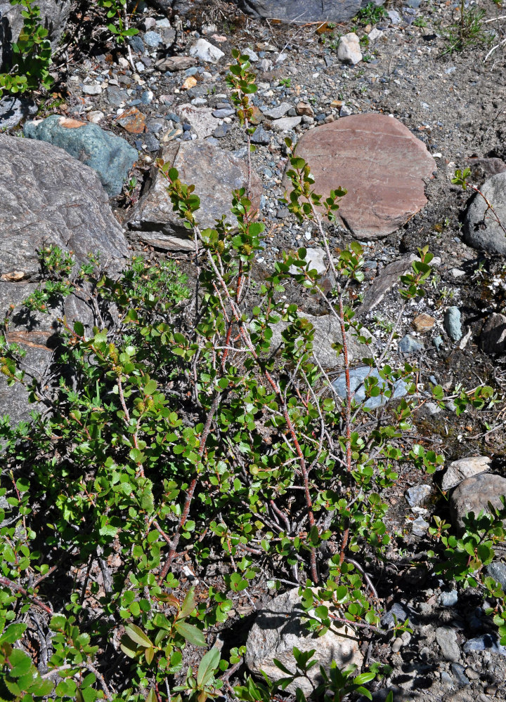 Изображение особи Betula rotundifolia.