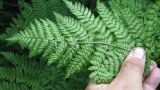 Dryopteris expansa. Часть спороносной вайи с зрелыми сорусами. Камчатский край, Елизовский район, природный парк \"Вулканы Камчатки\", кордон Авачинский перевал, 960 м н.у.м., ольховостланиковый участок, по склону ручья. 05.08.2010.