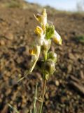 Linaria debilis