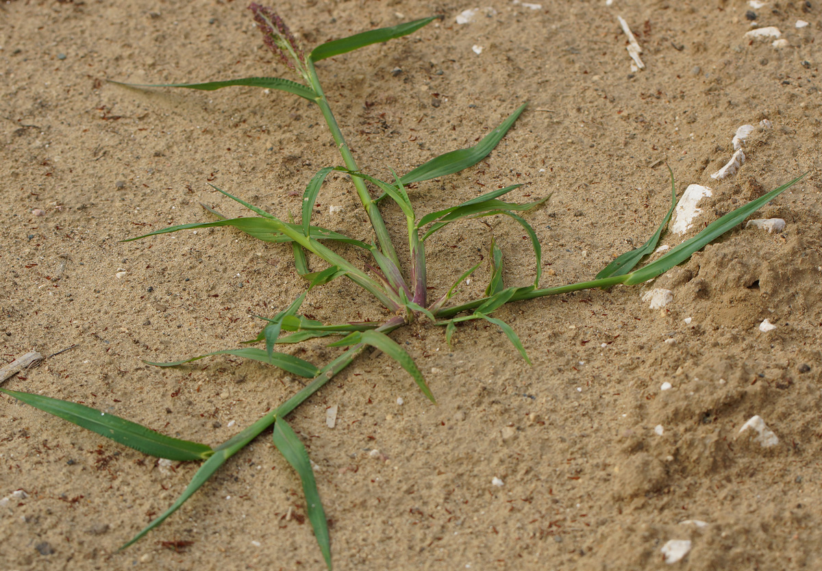 Изображение особи Echinochloa crus-galli.