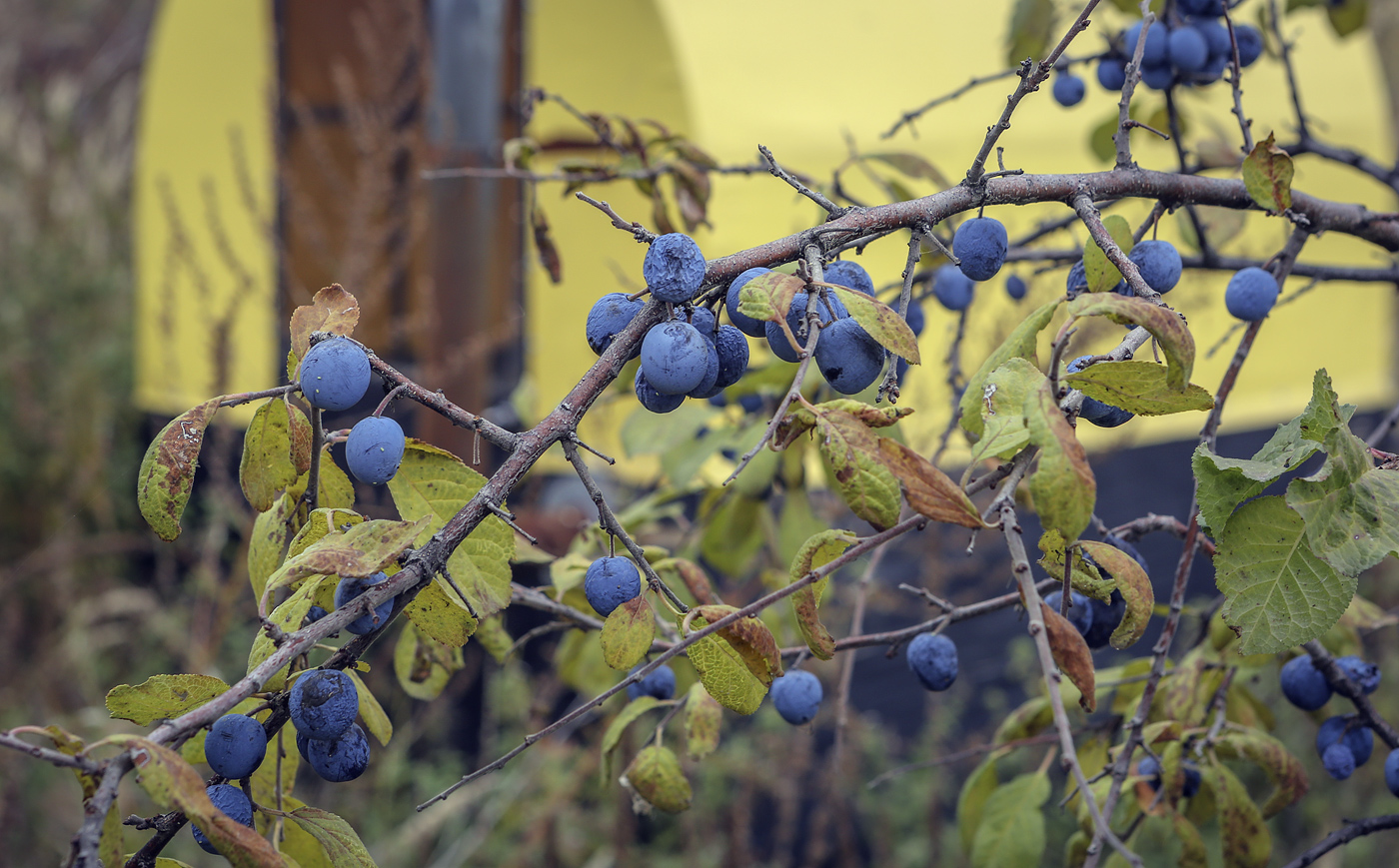 Изображение особи Prunus spinosa.