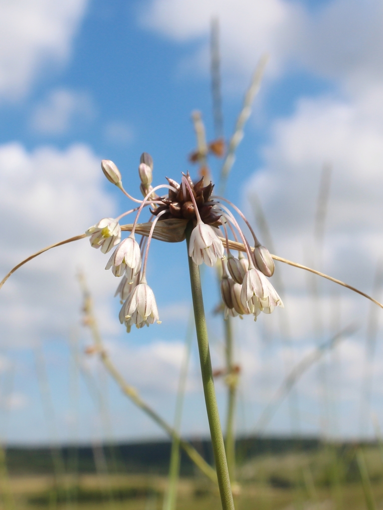 Image of Allium oleraceum specimen.