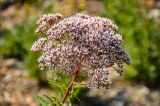 Eupatorium lindleyanum. Соцветие. Приморье, окр. г. Находка, бухта Прогулочная, окраина каменистого пляжа. 05.08.2021.