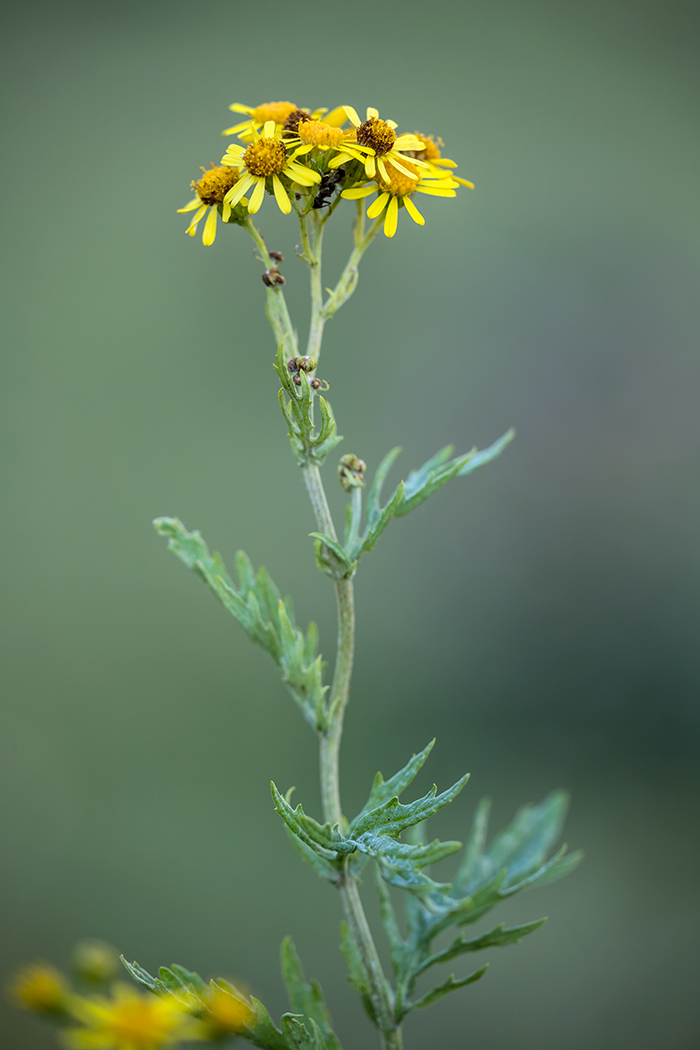 Image of genus Senecio specimen.