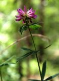 Trifolium lupinaster