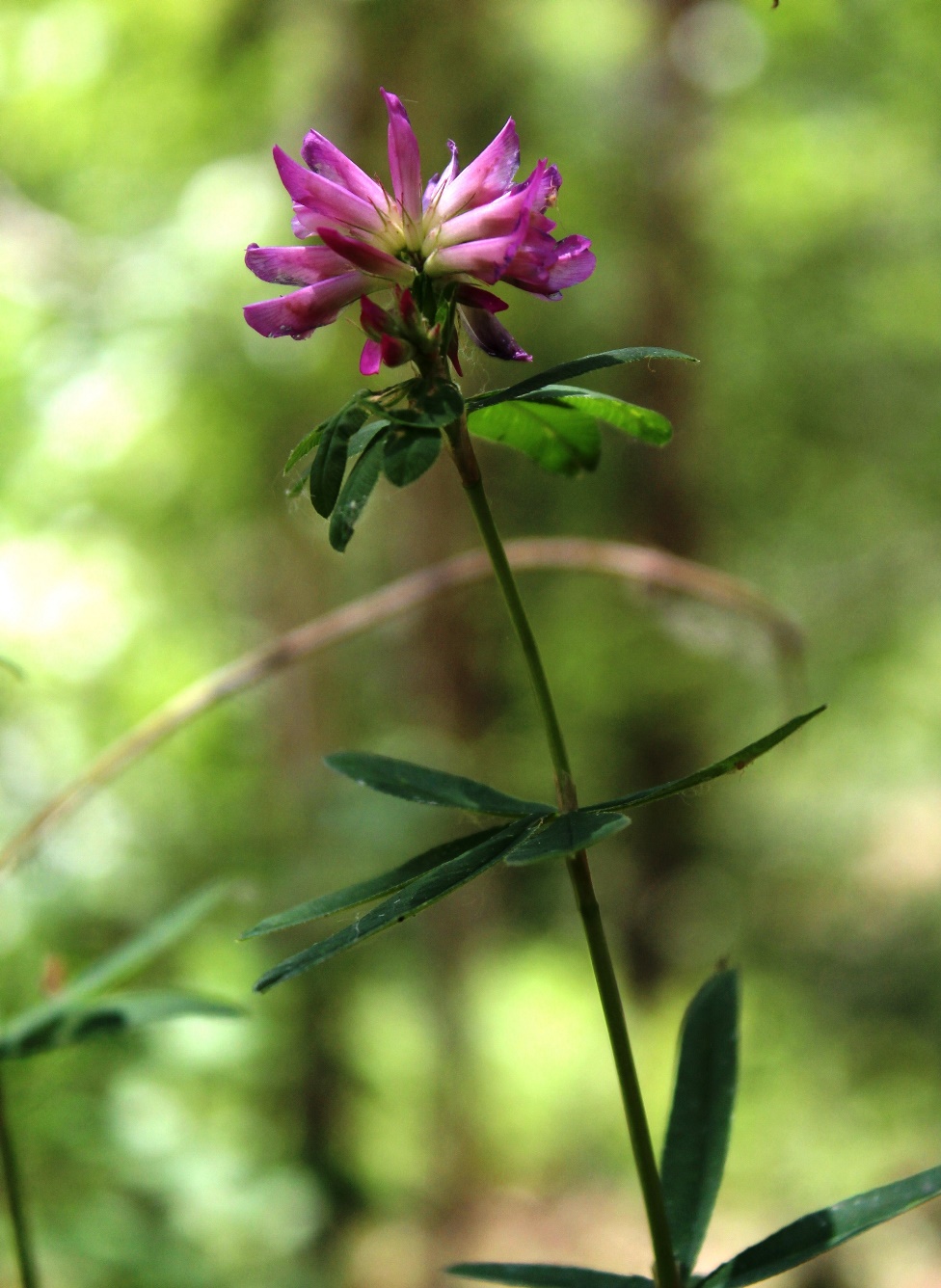 Image of Trifolium lupinaster specimen.