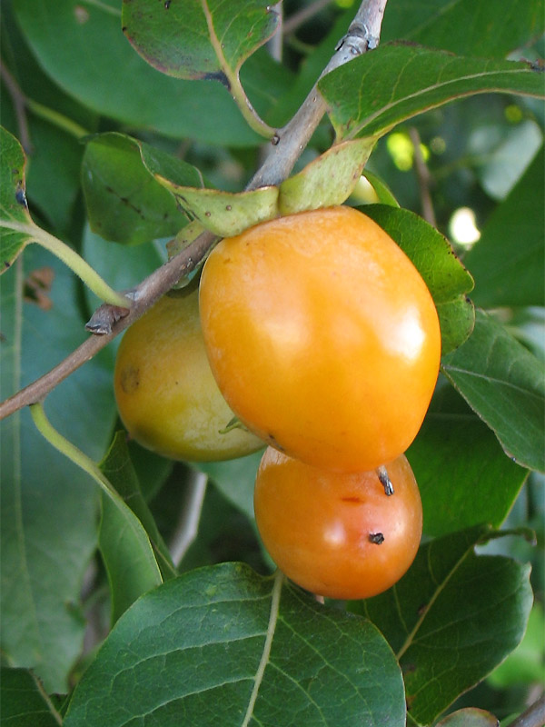 Image of Diospyros virginiana specimen.