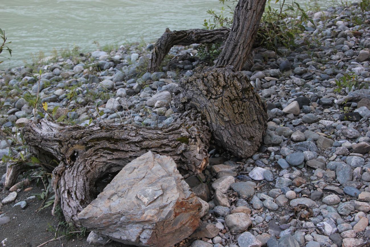 Image of Populus laurifolia specimen.