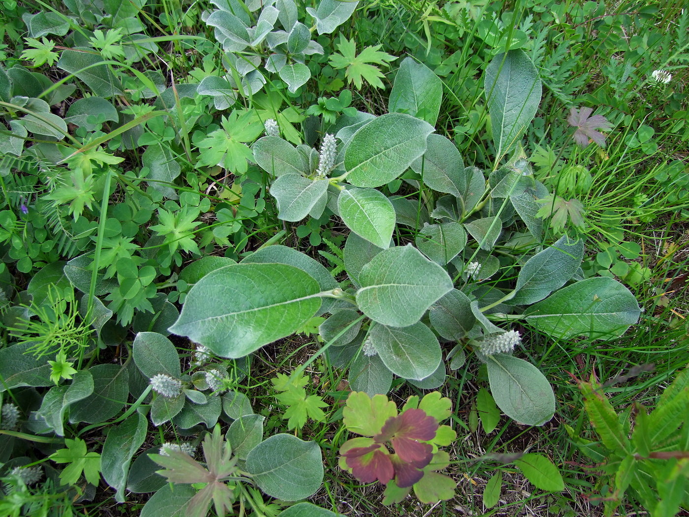 Изображение особи Salix crassijulis.