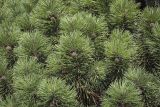 Pinus mugo