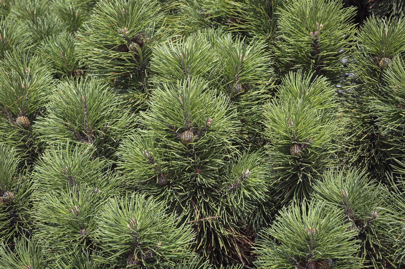 Изображение особи Pinus mugo.