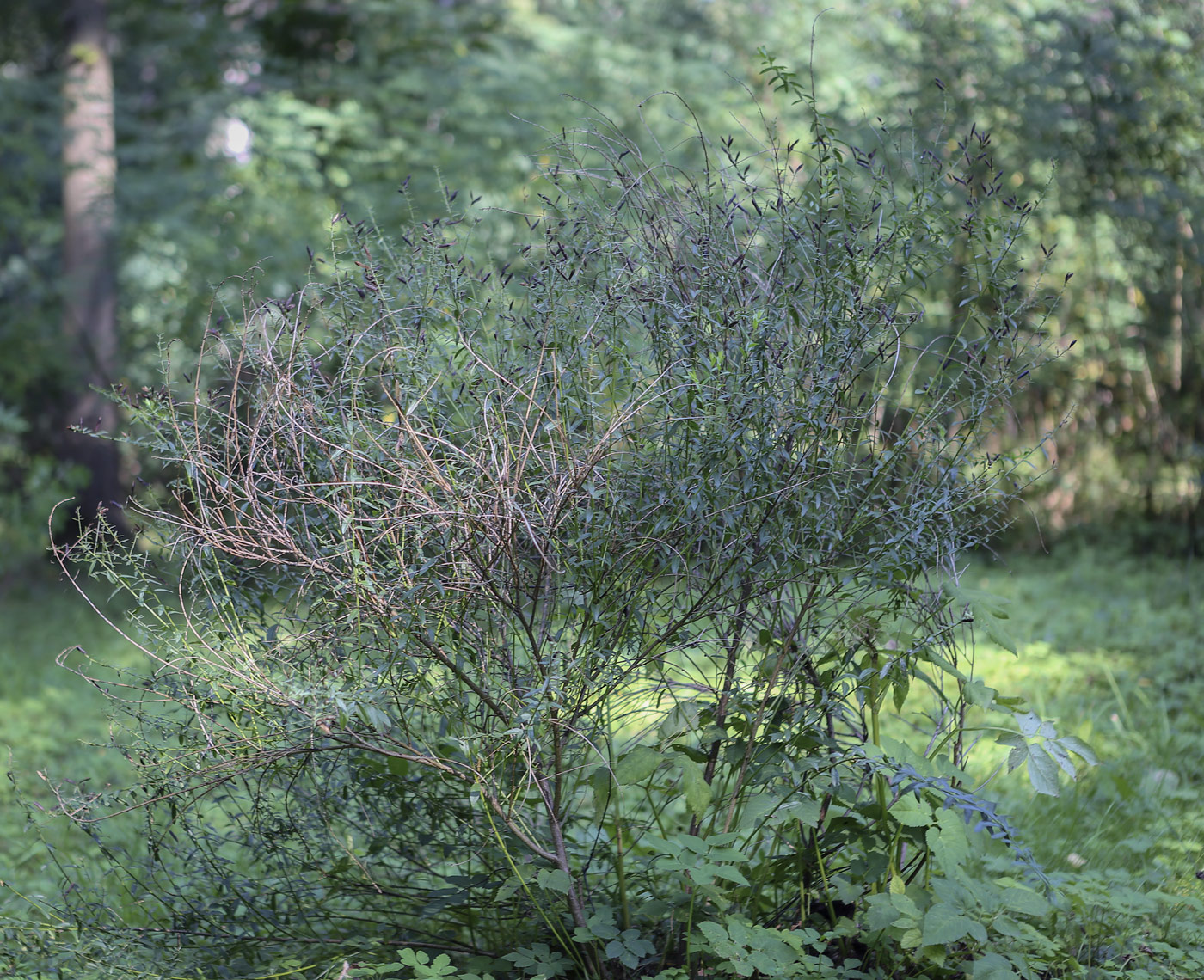 Image of Genista tinctoria specimen.