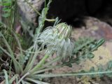 Jurinea filicifolia
