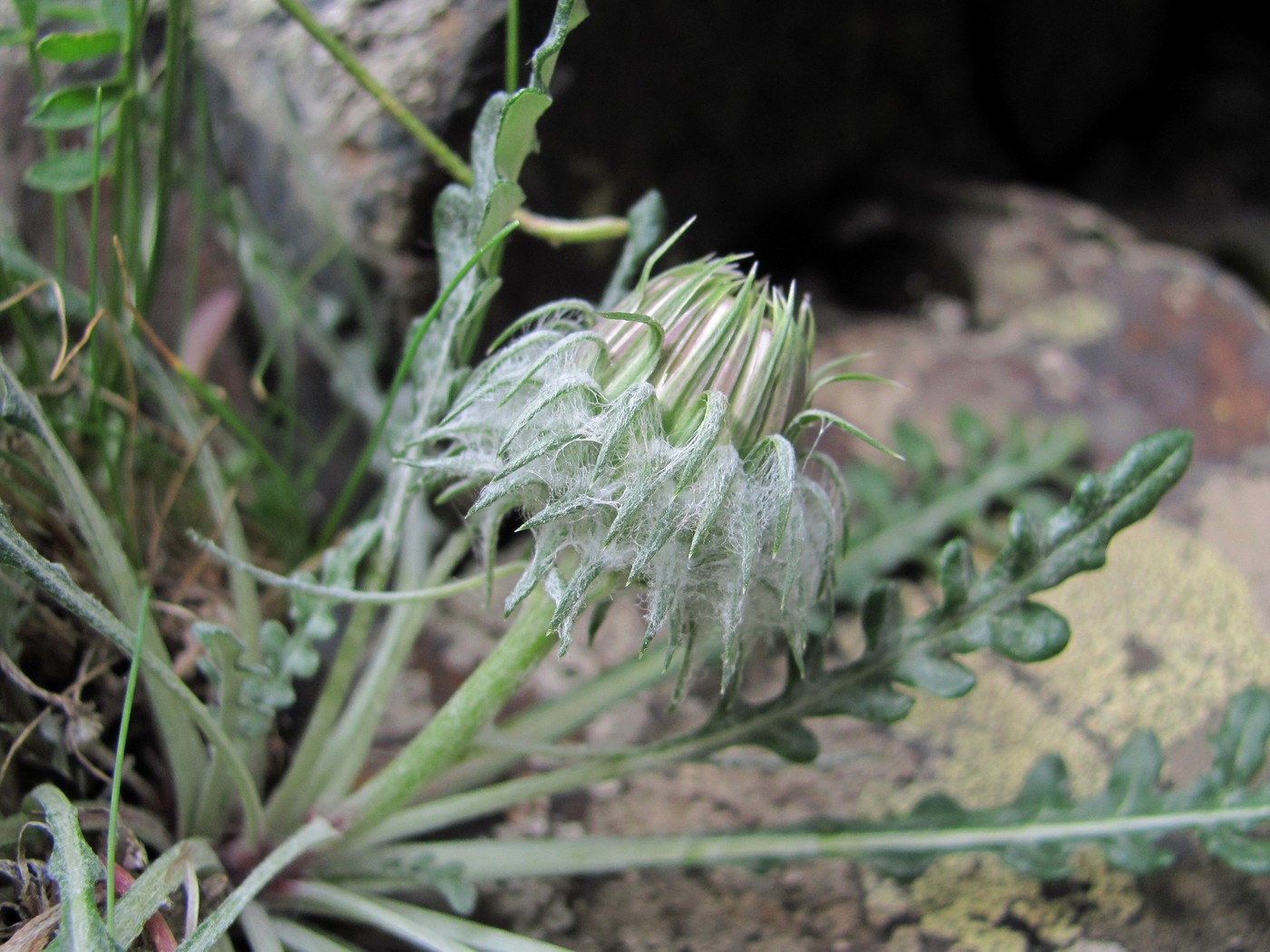 Image of Jurinea filicifolia specimen.