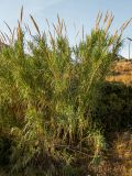 Arundo donax