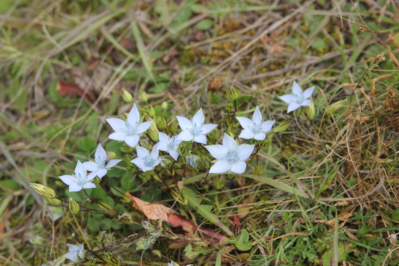 Image of Lomatogonium carinthiacum specimen.